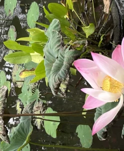 06 - 12 March 2026 Bali Ubud Yoga Retreat, Ogoh Ogoh Festival, and Nyepi Day