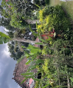 Alternative view of 06 - 12 March 2026 Bali Ubud Yoga Retreat, Ogoh Ogoh Festival, and Nyepi Day
